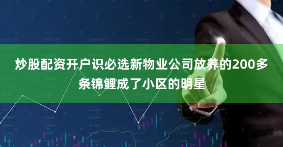 炒股配资开户识必选新物业公司放养的200多条锦鲤成了小区的明星